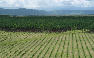 Refocosta - Arboleda