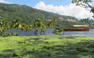 Refocosta macrofitas