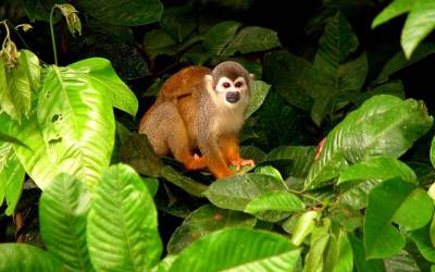 Refocosta mono Saimiri Sciurus