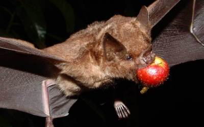 Refocosta murciélago