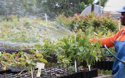 Refocosta riego de cultivo