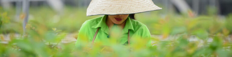 Planta de energía renovable en Villanueva, Casanare.